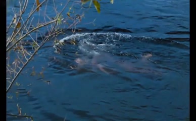 LETICIA ROBLES NUDE/SEXY SCENE IN JUAN EL DESALMADO