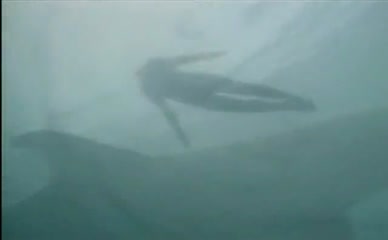 DONNA D'ERRICO NUDE/SEXY SCENE IN BAYWATCH