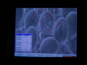 PENELOPE ANN MILLER NUDE/SEXY SCENE IN THE RELIC