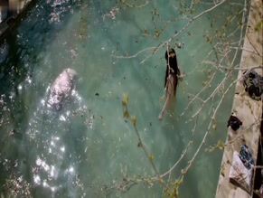 PINELOPI TSILIKA NUDE/SEXY SCENE IN KALA AZAR