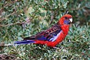 Profile picture of Rosella