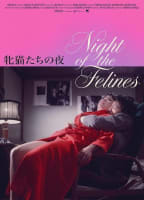 NIGHT OF THE FELINES