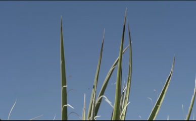 NATHALIE MERCHANT NUDE/SEXY SCENE IN CALYPSO