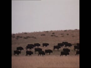 SHARON STONE in BLOOD AND SAND (1989)