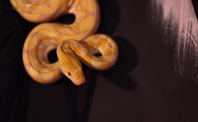 KAT BLACKBURN NUDE/SEXY SCENE IN THE DEVIL FRAME